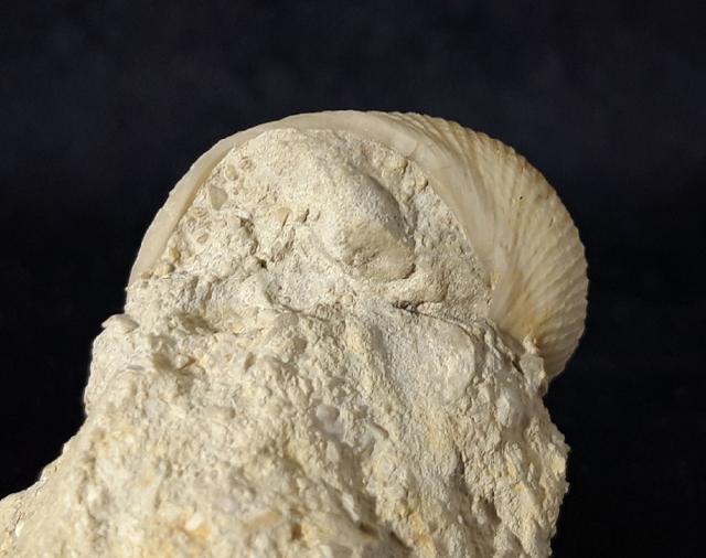 Otostoma retzii (NILSSON 1827) - Bild © FossNet FossilienStore